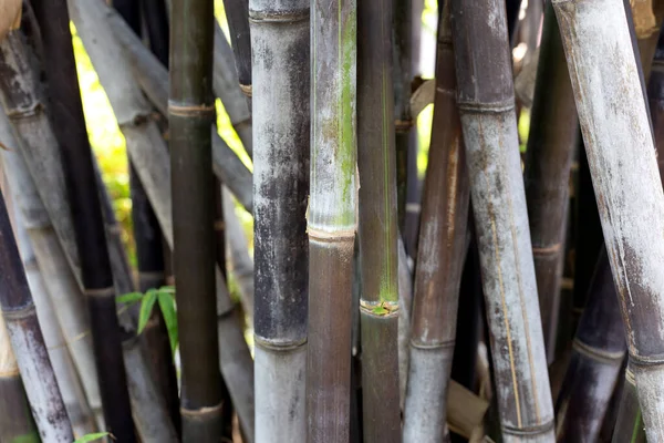 Fábrica Bambu Preto Jardim — Fotografia de Stock