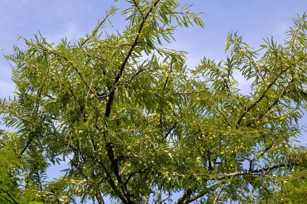 Meyveli Phyllanthus Emblica Ağacı Hint Bektaşi Üzümü Amla — Stok fotoğraf