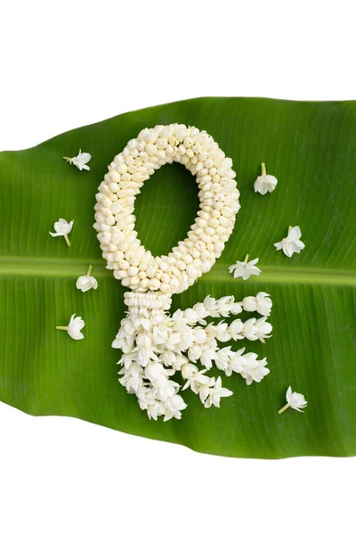 Tayland beyaz yasemin çiçeği çelengi