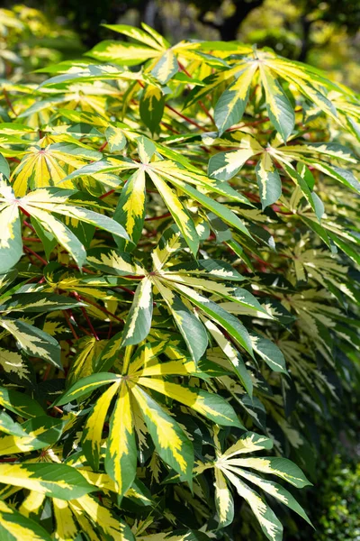 キャッサバ植物 Manihot Esculenta 緑と黄色の葉 — ストック写真