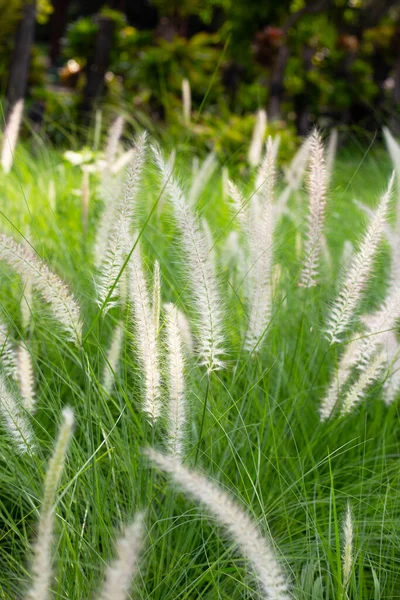 Fountain Grass Pennisetum Alopecuroides — стоковое фото