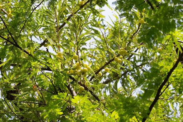 Phyllanthus Emblica Árvore Com Frutas Groselha Indiana Amla — Fotografia de Stock