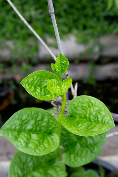 Ceylon Spinach Basella Rubra Linn — Stock Fotó