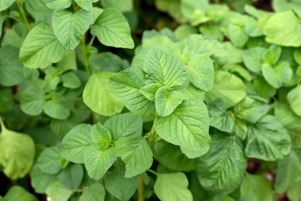 stock image Amaranthus blitum plant in the garden