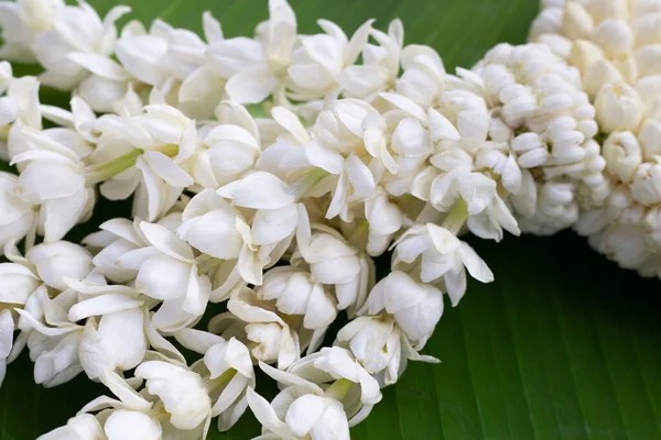 泰国白色茉莉花环 — 图库照片
