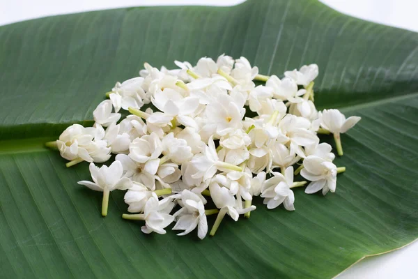 Muz yaprağında Tayland yasemin çiçeği