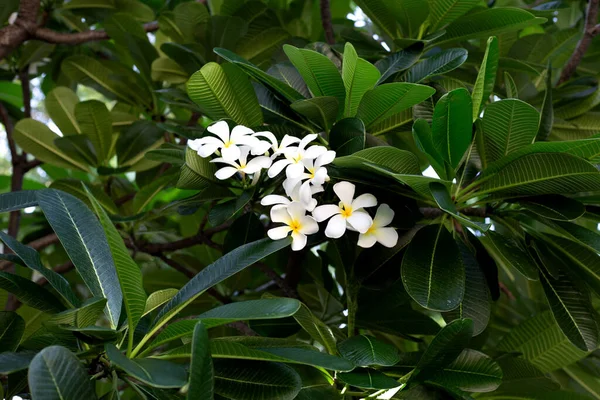 Plumeria Frangipani Flower Tropical Tree — Foto Stock