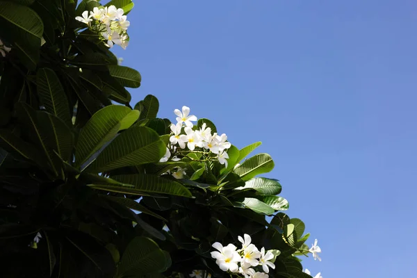 Plumeria Frangipani Flower Tropical Tree — Zdjęcie stockowe