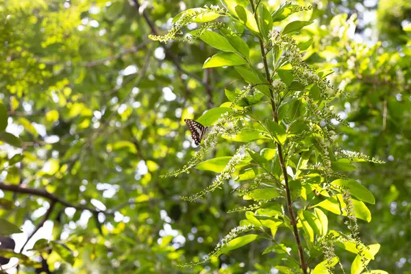 Florida Keman Ağacı Çiçekli Kelebek Dikenli Keman Ağacı — Stok fotoğraf
