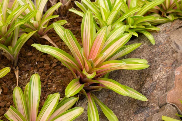 stock image Bromeliad in the garden. Colorful plant leaves