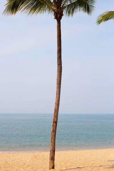 Coconut Palm Tree Sea — Stock Photo, Image