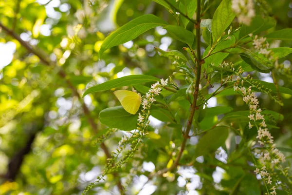 Florida Keman Ağacı Çiçeği Dikenli Keman Ağacı — Stok fotoğraf