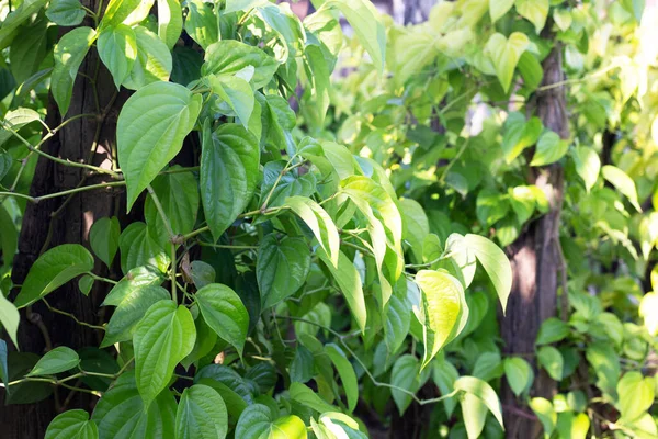 Bahçede Yeşil Betel Yaprakları — Stok fotoğraf