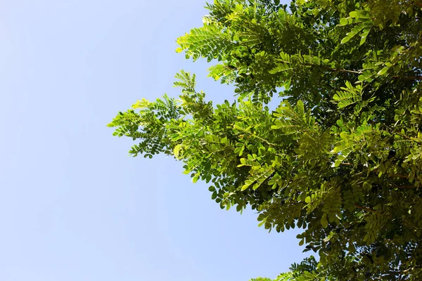 Листя Дощового Дерева Саманка Саман Жак Мерр — стокове фото