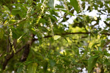 Florida keman ağacı çiçeği ya da dikenli keman ağacı