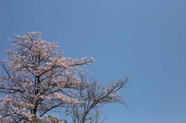 Trompet Ağacı, Pembe Poui, Yeni Dünya Trompeti, Rosy Trompet