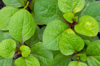 Ceylon spinach or basella rubra linn