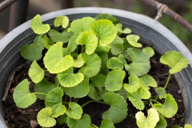 Gotu Kola saksıda yetişiyor.