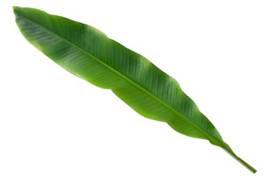 taze muz yaprak beyaz arka plan üzerinde.