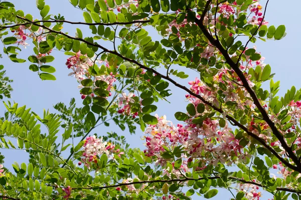Cassia Javanica Flower Pink Shower Apple Blossom Tree — Stock Photo, Image