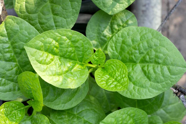 Ceylon Spinach Basella Rubra Linn — Fotografia de Stock