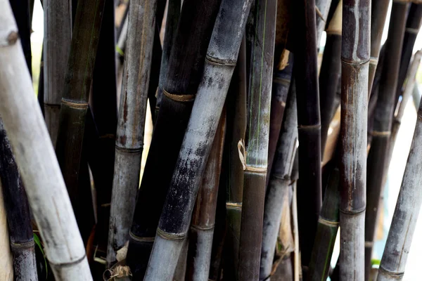 Pianta Bambù Nero Giardino — Foto Stock