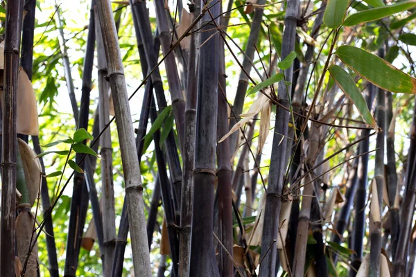 Bahçedeki Siyah Bambu Bitkisi — Stok fotoğraf