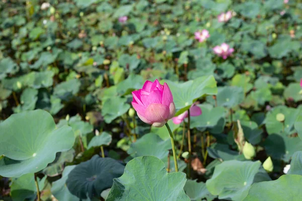 Ροζ Λουλούδι Λωτού Ανθίζει Στη Λίμνη Πράσινα Φύλλα — Φωτογραφία Αρχείου