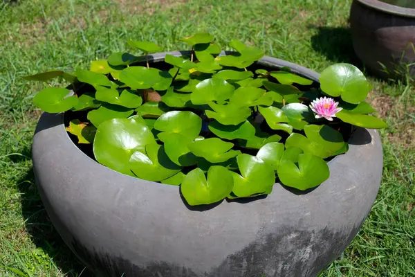 Piękna Lilia Wodna Lotos Roślin Wodnych Garnku — Zdjęcie stockowe