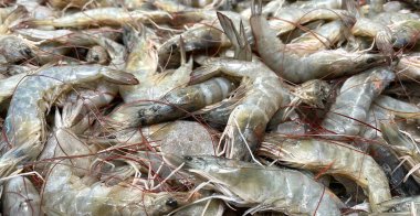 Buzda taze deniz gömleği. Deniz ürünleri pazarı