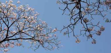 Trompet Ağacı, Pembe Poui, Yeni Dünya Trompeti, Rosy Trompet