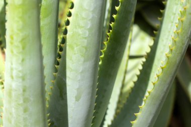 Aloe Vera taze yeşil yapraklar eker