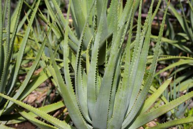 Aloe Vera taze yeşil yapraklar eker