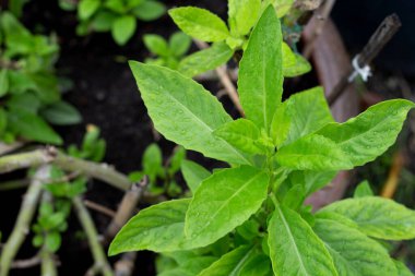 Mor tutku sarmaşığı, Mor kadife bitkisi (Gynura divaricata (L.) DC.