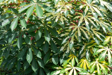 Cassava bitkisi (Manihot esculenta). Yeşil ve sarı yapraklar