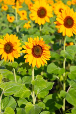 Ayçiçeği alan, güzel yaz manzara.