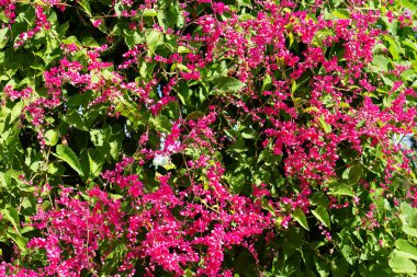 Meksikalı sürüngen, aşk zinciri, mercan sarmaşığı. Pembe çiçek