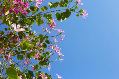 Bauhinia purpurea tree with pink flower