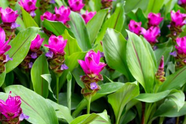 Curcuma sessilis bagaj bitkisinin pembe çiçeği