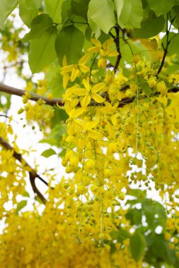 Cassia Fistül çiçek ağaç üzerinde