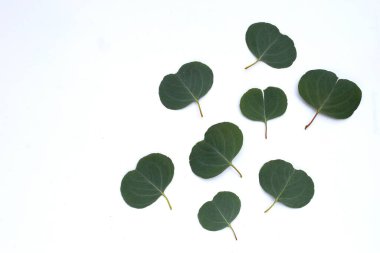 Beyaz üzerine yeşil okaliptüs yaprakları