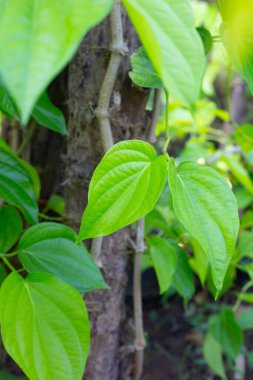 Bahçede yeşil betel yaprakları