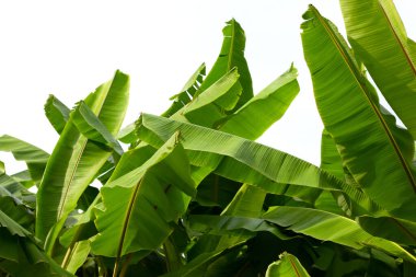 Bahçedeki muz ağacı