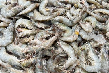 Buzda taze deniz gömleği. Deniz ürünleri pazarı