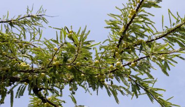 Meyveli Phyllanthus emblica ağacı (Hint Bektaşi üzümü, Amla)