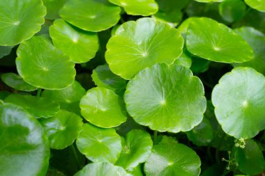 Centella asiatica (gotu kola). Taze yeşil yapraklı bitki arka planı.