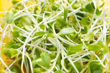 Sarı tabakta ayçiçeği filizi