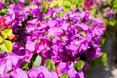 Beautiful bougainvillea flowers with green leaves