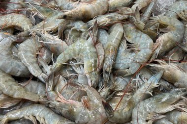 Buzda taze deniz gömleği. Deniz ürünleri pazarı