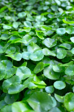 Centella asiatica (gotu kola). Taze yeşil yapraklı bitki arka planı.
